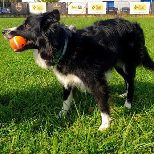 Product photo Foam Dog Toy Tennis Ball 6,5 Cm 3