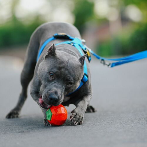 Product photo Hard Tpr Rubber Dog Toy - Tomato, 9 Cm 6