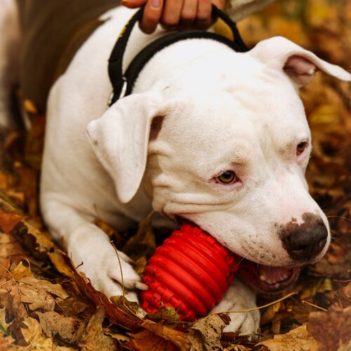 Product photo Hard Tpr Rubber Dog Toy - Rugby, 14,5 Cm 4