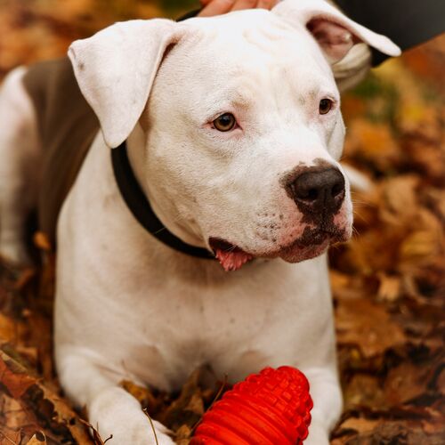 Product photo Hard Tpr Rubber Dog Toy - Rugby, 14,5 Cm 5