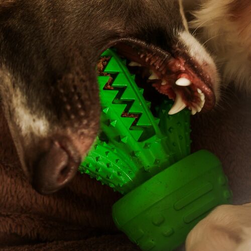 Product photo Hard Tpr Rubber Dog Toy - Cactus 4