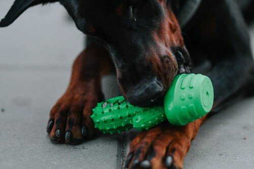 Product photo Hard Tpr Rubber Dog Toy - Cactus 10