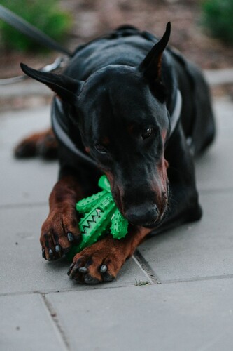 Product photo Hard Tpr Rubber Dog Toy - Cactus 12