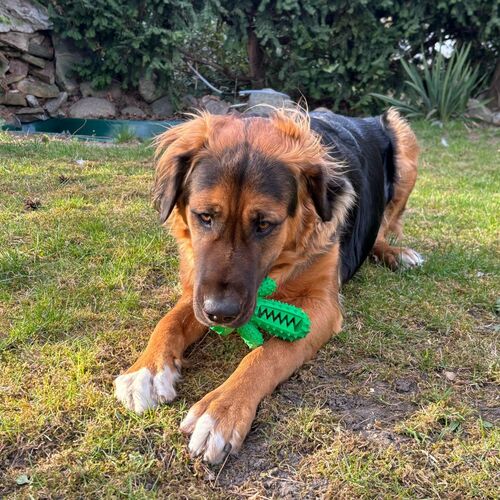 Product photo Hard Tpr Rubber Dog Toy - Cactus 14