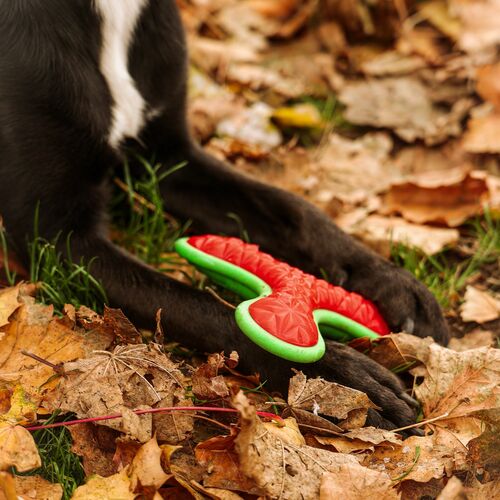 Product photo Tpr Rubber Dog Toy - Bumerang Tri, 16,5 Cm 6