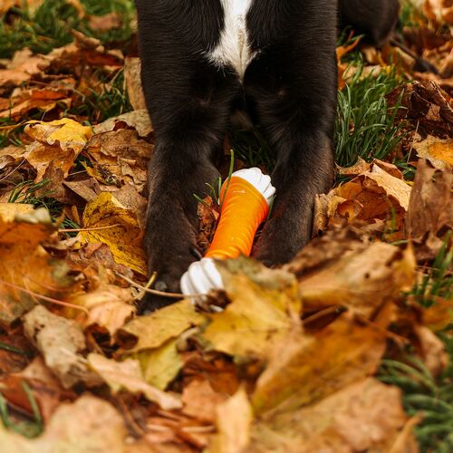 Product photo Tpr Rubber Dog Toy - Aport Dent 5