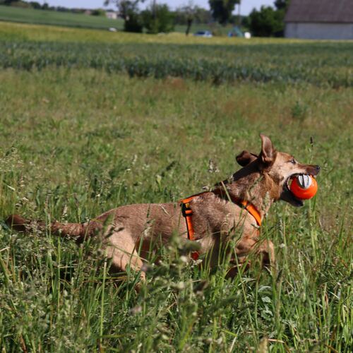 Product photo Tpr Rubber Dog Toy - Dent Ball 5