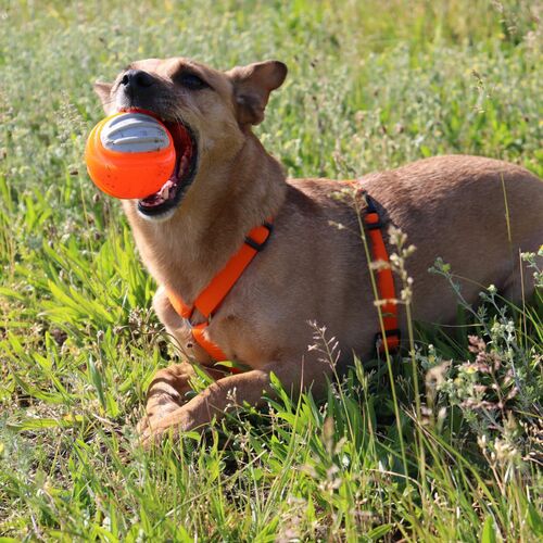Product photo Tpr Rubber Dog Toy - Dent Ball 8