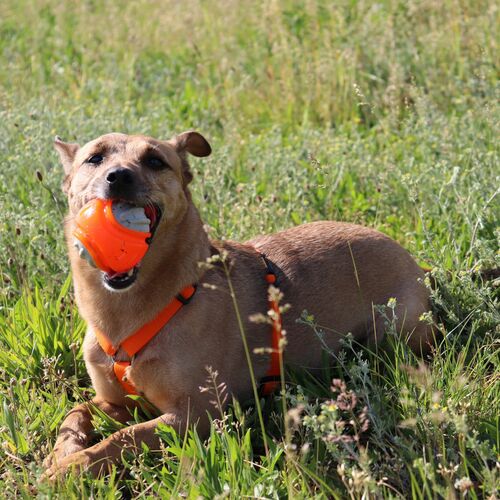 Product photo Tpr Rubber Dog Toy - Dent Ball 9