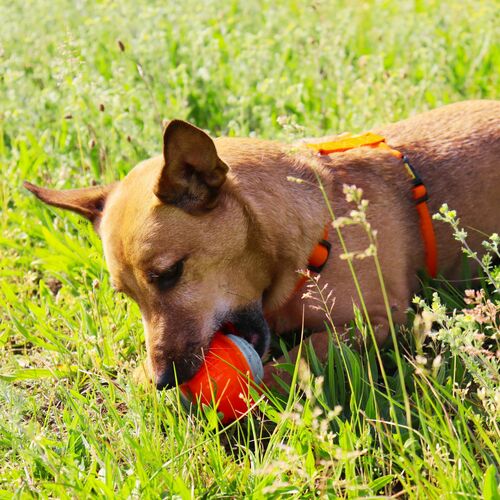 Product photo Tpr Rubber Dog Toy - Dent Ball 10