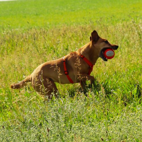 Product photo Tpr Rubber Dog Toy - Dent Ball 12