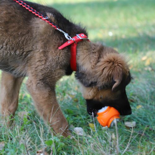 Product photo Tpr Rubber Dog Toy - Rugby Dent 5