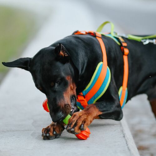 Product photo Tpr Rubber Dog Toy - Aport Dent 7