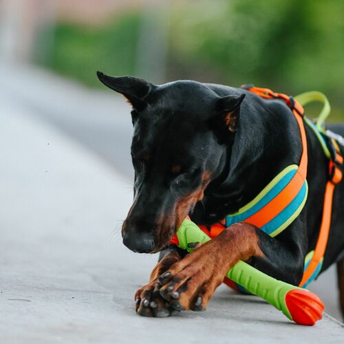 Product photo Tpr Rubber Dog Toy - Aport Dent 8