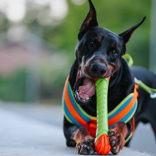 Product photo Tpr Rubber Dog Toy - Aport Dent 9