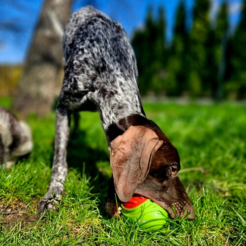 Product photo Tpr Rubber Dog Toy - Rugby Dent 7