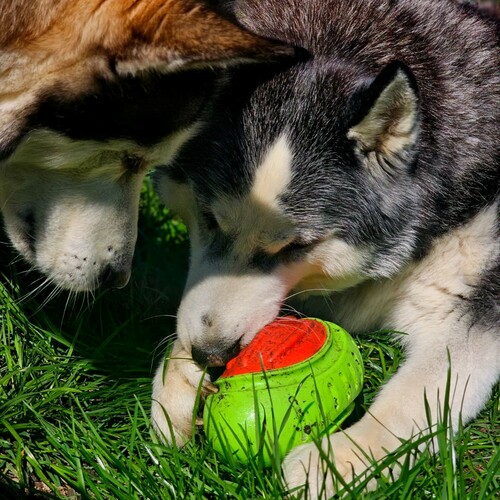 Product photo Tpr Rubber Dog Toy - Rugby Dent 8
