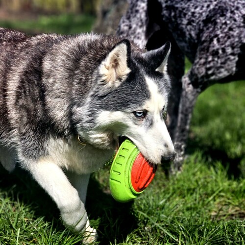 Zdjęcie produktu Zabawka dla psa RUGBY DENT z twardej gumy TPR 9