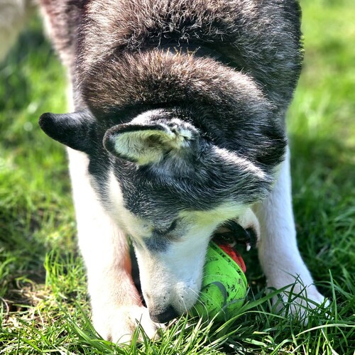 Product photo Tpr Rubber Dog Toy - Rugby Dent 10