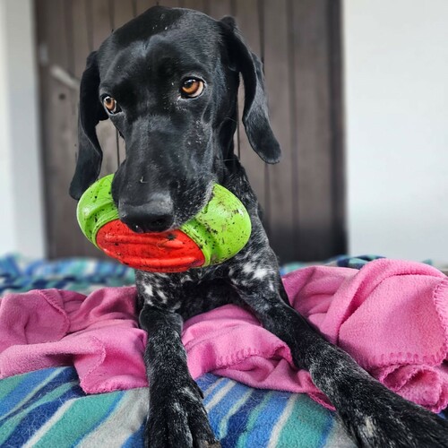 Product photo Tpr Rubber Dog Toy - Rugby Dent 11