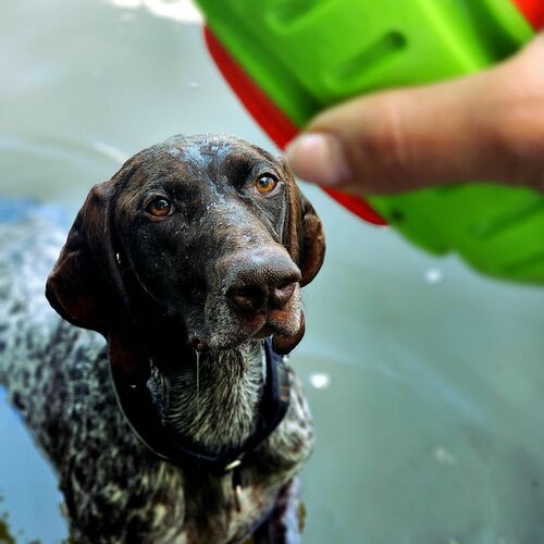 Product photo Tpr Rubber Dog Toy - Rugby Dent 15
