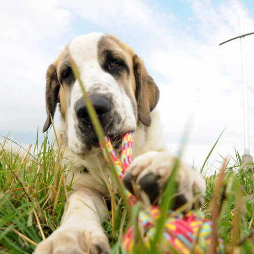 Product photo Parrot Cord Dog Ball Braided + Handle, 9,5 3