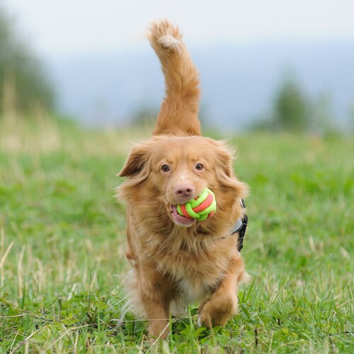 Product photo Energy Cord Dog Ball Braided, 7 Cm 2