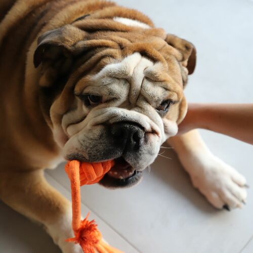 Product photo Energy Dog Ball Braided+Handle 3