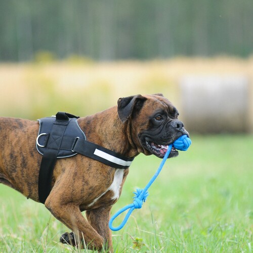 Product photo Energy Dog Ball Braided+Handle 2