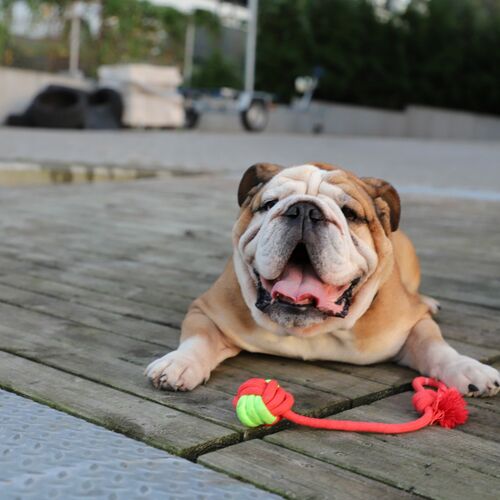 Product photo Energy Dog Ball Braided+Handle 2