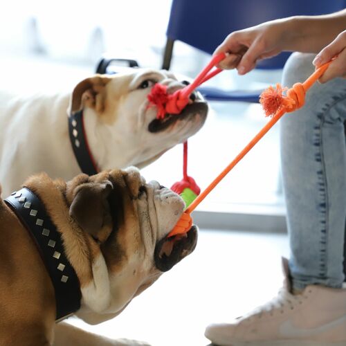 Product photo Energy Dog Ball Braided+Handle 5