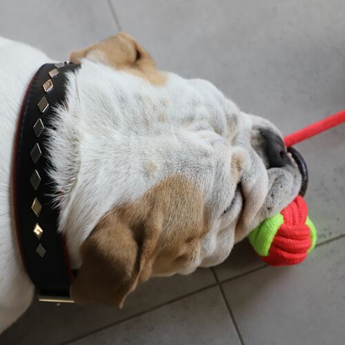 Product photo Energy Dog Ball Braided+Handle 7