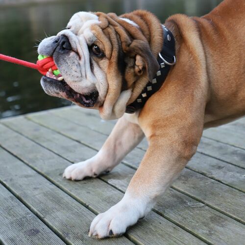 Product photo Energy Dog Ball Braided+Handle 8