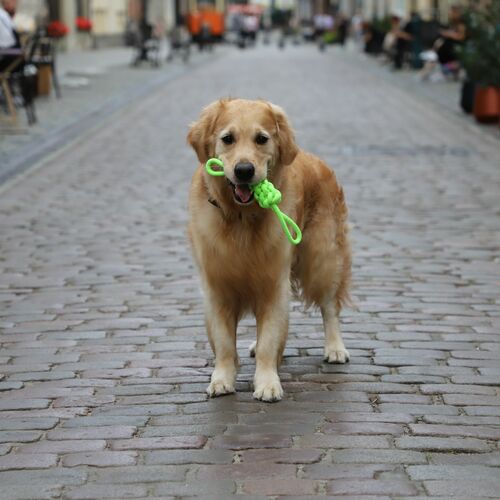 Product photo Energy Braided Tug Of War 2 Handles 4