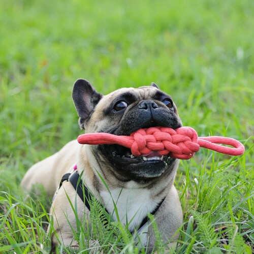 Product photo Energy Braided Tug Of War 2 Handles 12