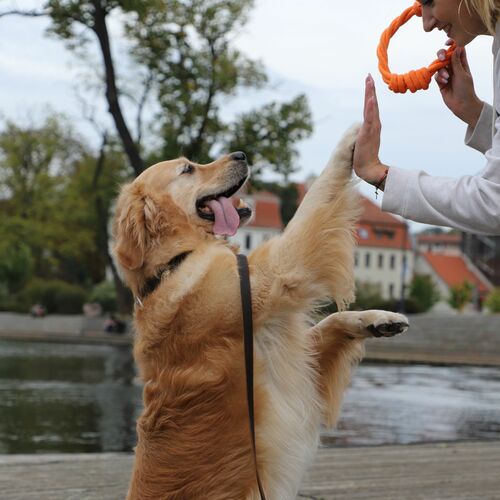 Product photo Energy Braided Dog Toy Ringo 18 Cm 11