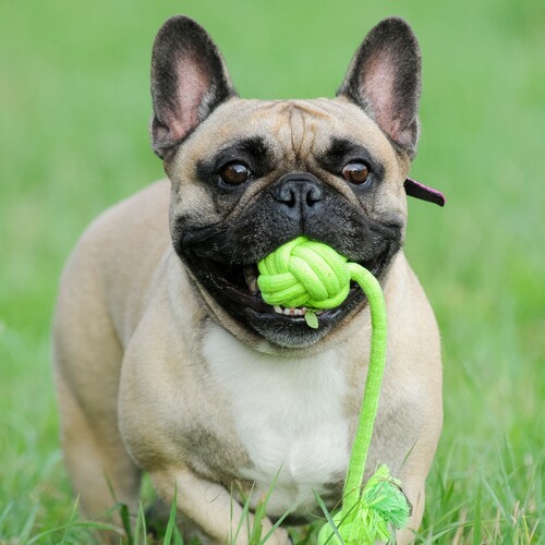 Product photo Energy Dog Ball+Braided Handle 34 Cm 2