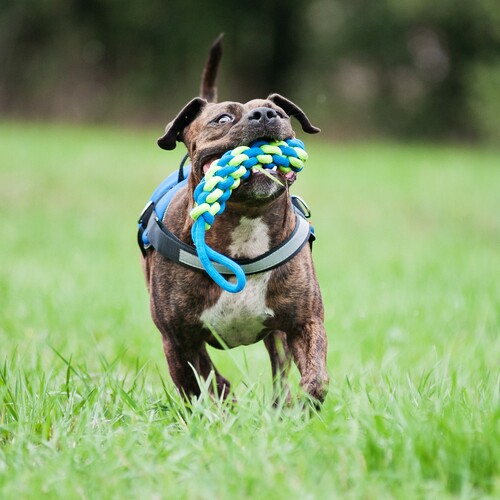 Product photo Energy Dog Toy Corn-Shaped+Handle 32 Cm 2