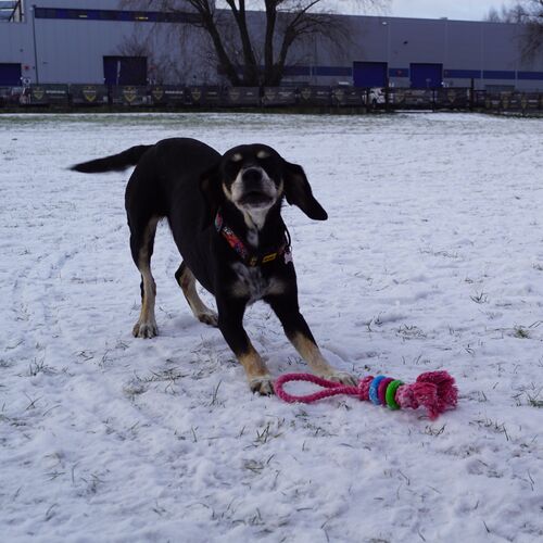 Product photo Fresh Dog Chaser+Dental Rings 30 Cm 5