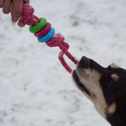 Product photo Fresh Dog Chaser+Dental Rings 30 Cm 3