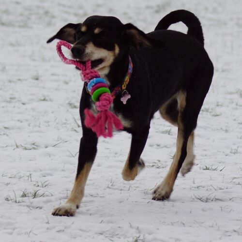 Product photo Fresh Dog Chaser+Dental Rings 30 Cm 4