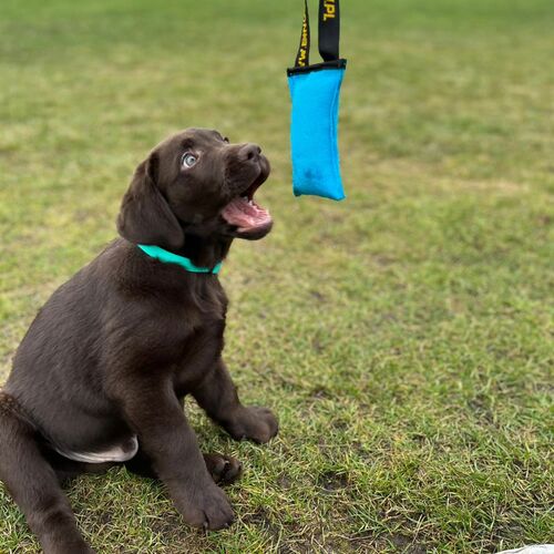 Product photo Agility Cotton Tug Toy 4