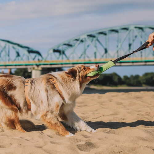 Product photo Agility Cotton Tug Toy With Bungee Handle 2