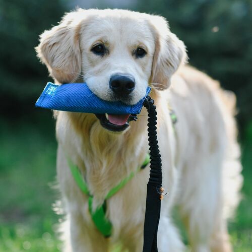 Product photo Firehose Bungee Tug Toy 7