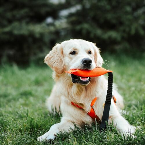 Product photo Firehose Bungee Tug Toy 4