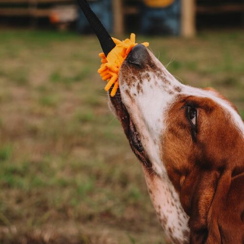 Product photo Squeaky Mop Tug Toy 9