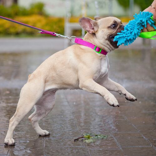 Product photo Mop Tug Toy With Bungee Handle 13