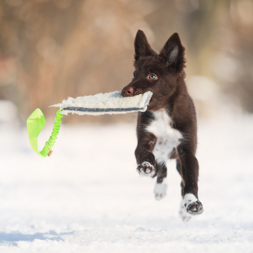 Product photo Woolen Tug Toy - Bungee Handle 7