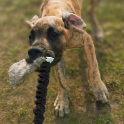 Product photo Faux Fur Dog Toy + Bungee Handle 8