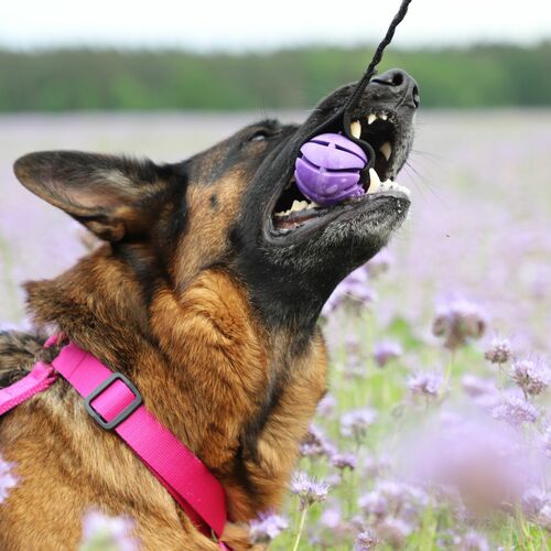 Product photo Tug With Ball, Bungee Handle 65 Cm 5
